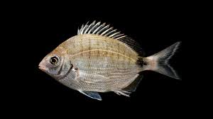 Image result for Diplodus