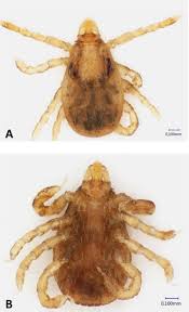 Attēlu rezultāti vaicājumam “Dermacentor reticulatus female”