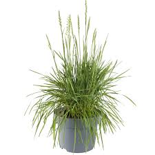 Attēlu rezultāti vaicājumam “Koeleria glauca flower”