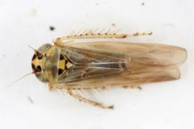 Attēlu rezultāti vaicājumam “Macrosteles sp. imago”