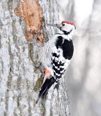 Attēlu rezultāti vaicājumam “Dendrocopos leucotos male”