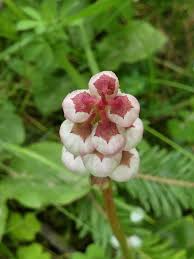 Attēlu rezultāti vaicājumam “Pyrola minor flower”