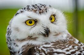 Image result for Bubo scandiacus