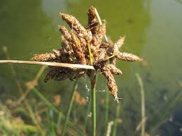 Attēlu rezultāti vaicājumam “Schoenoplectus lacustris subsp. glaucus flower”