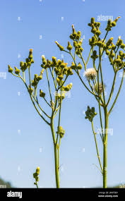 Attēlu rezultāti vaicājumam “Senecio vulgaris flower”