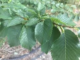 Attēlu rezultāti vaicājumam “Ulmus minor”