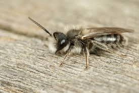 Attēlu rezultāti vaicājumam “Andrena”