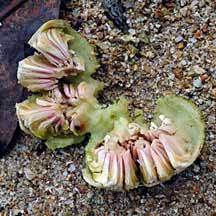 Attēlu rezultāti vaicājumam “Rhynchospora alba fruit”