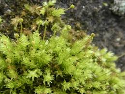 Attēlu rezultāti vaicājumam “Aulacomnium androgynum sporophyte”