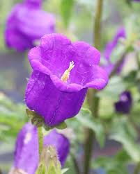 Image result for Marienglockenblumen