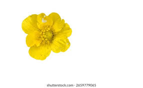 Attēlu rezultāti vaicājumam “Ranunculus acris flower”