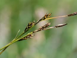 Attēlu rezultāti vaicājumam “Carex digitata fruit”