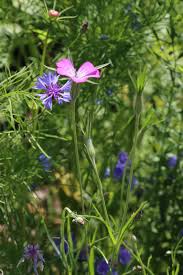 Image result for Kornrade