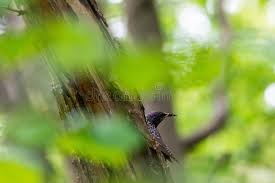 Attēlu rezultāti vaicājumam “Sturnus vulgaris nest”