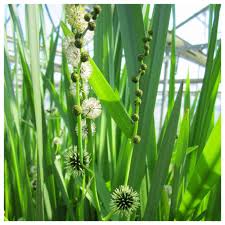 Attēlu rezultāti vaicājumam “Sparganium erectum aggr. leaf”