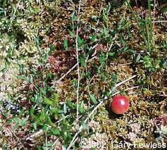 Attēlu rezultāti vaicājumam “Oxycoccus leaf”
