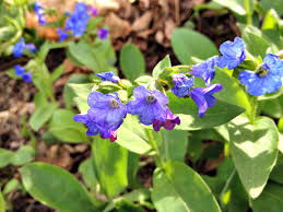Attēlu rezultāti vaicājumam “Pulmonaria angustifolia leaf”