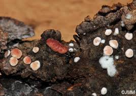 Attēlu rezultāti vaicājumam “Hypocrea rufa”