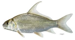 Image result for Carpiodes cyprinus