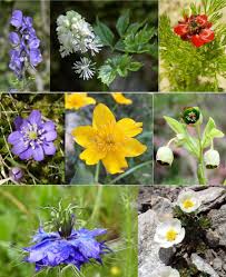 Attēlu rezultāti vaicājumam “Ranunculaceae”