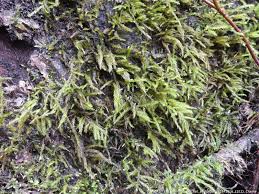 Attēlu rezultāti vaicājumam “Brachythecium”