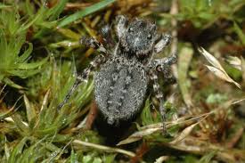 Attēlu rezultāti vaicājumam “Aelurillus v-insignitus”