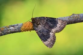 Attēlu rezultāti vaicājumam “Amphipyra perflua”