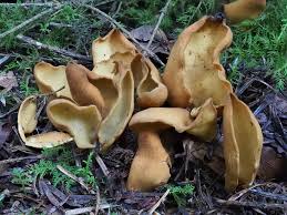 Attēlu rezultāti vaicājumam “Otidea leporina”