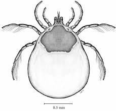 Attēlu rezultāti vaicājumam “Hydrachna”