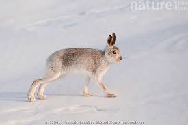 Attēlu rezultāti vaicājumam “Lepus timidus”