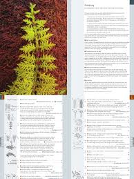 Attēlu rezultāti vaicājumam “Seligeria donniana sporophyte”