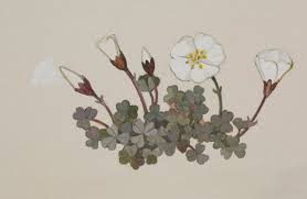 Attēlu rezultāti vaicājumam “Oxalidaceae”