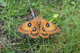 Attēlu rezultāti vaicājumam “Aglia tau”