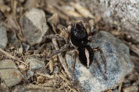 Attēlu rezultāti vaicājumam “Aelurillus v-insignitus”