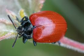 Attēlu rezultāti vaicājumam “Chrysomelidae”
