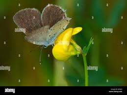 Attēlu rezultāti vaicājumam “Everes argiades”