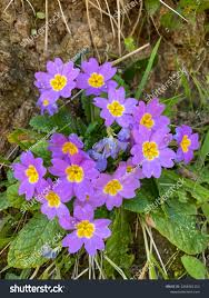 Attēlu rezultāti vaicājumam “Primulaceae”