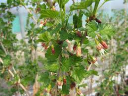 Attēlu rezultāti vaicājumam “Ribes uva-crispa flower”