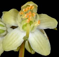 Attēlu rezultāti vaicājumam “Pyrola chlorantha”