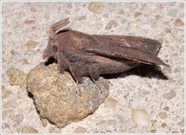 Attēlu rezultāti vaicājumam “Lasiocampidae”