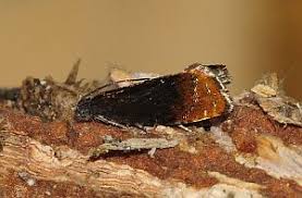 Attēlu rezultāti vaicājumam “Griselda ustomaculana”