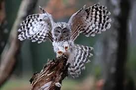 Attēlu rezultāti vaicājumam “Strix uralensis adult”