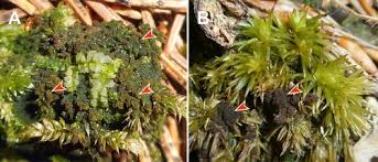 Attēlu rezultāti vaicājumam “Buxbaumia aphylla sporophyte”