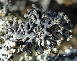 Attēlu rezultāti vaicājumam “Hypogymnia tubulosa”