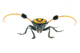 Attēlu rezultāti vaicājumam “Strangalia attenuata”