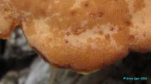 Attēlu rezultāti vaicājumam “Rigidoporus crocatus”