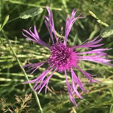 Attēlu rezultāti vaicājumam “Centaurea scabiosa flower”