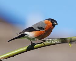 Attēlu rezultāti vaicājumam “Pyrrhula pyrrhula”