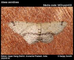 Attēlu rezultāti vaicājumam “Idaea straminata”