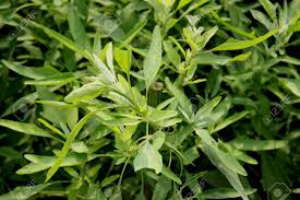 Attēlu rezultāti vaicājumam “Chenopodiaceae”